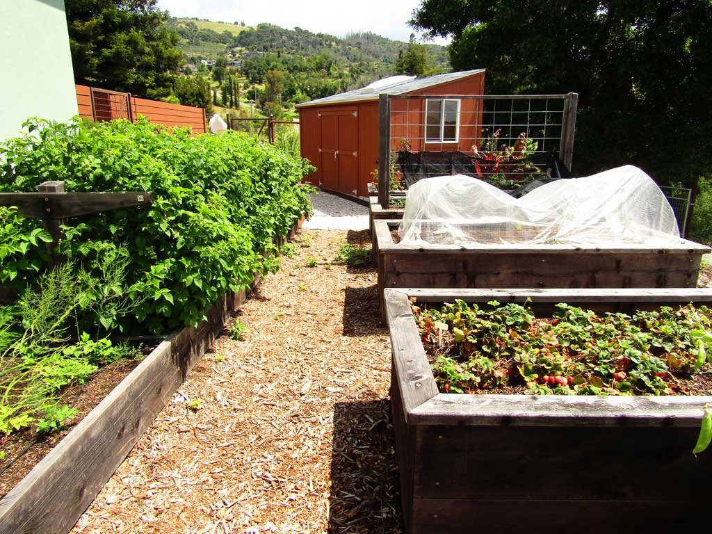Vegetable and herb beds in a residential garden