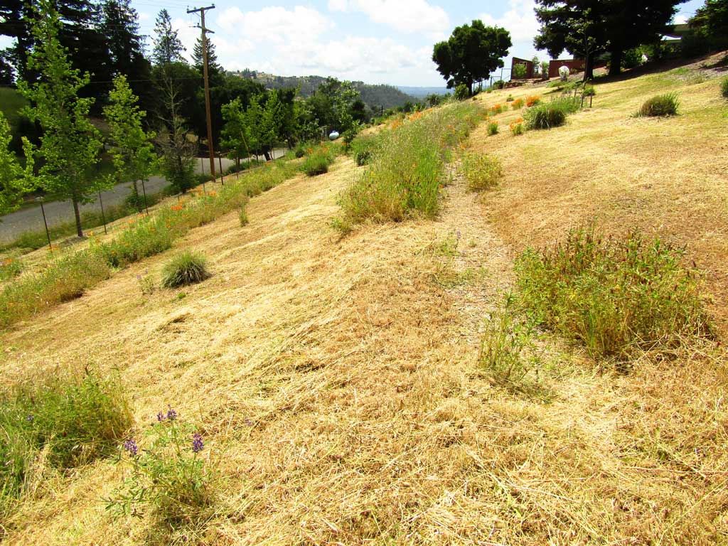 Rain garden capturing roof and surface water