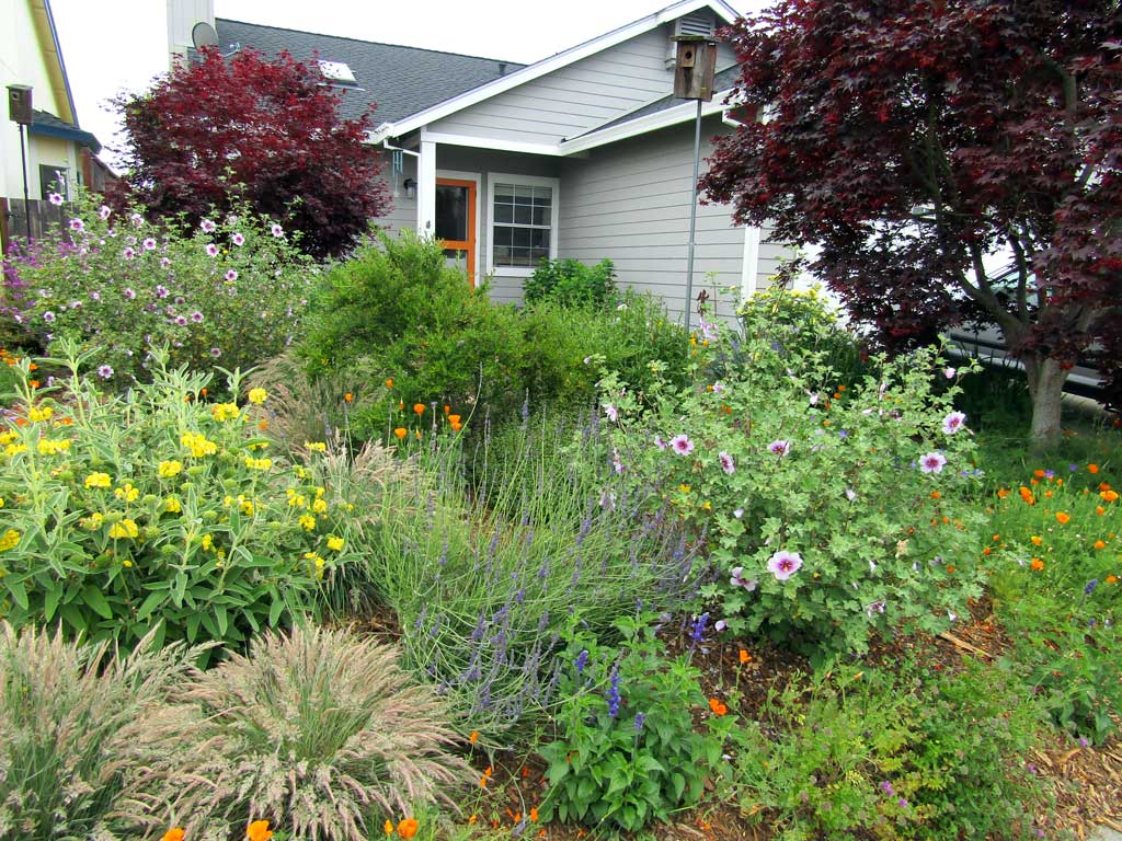 Native shrubs and grasses in a low-water landscape