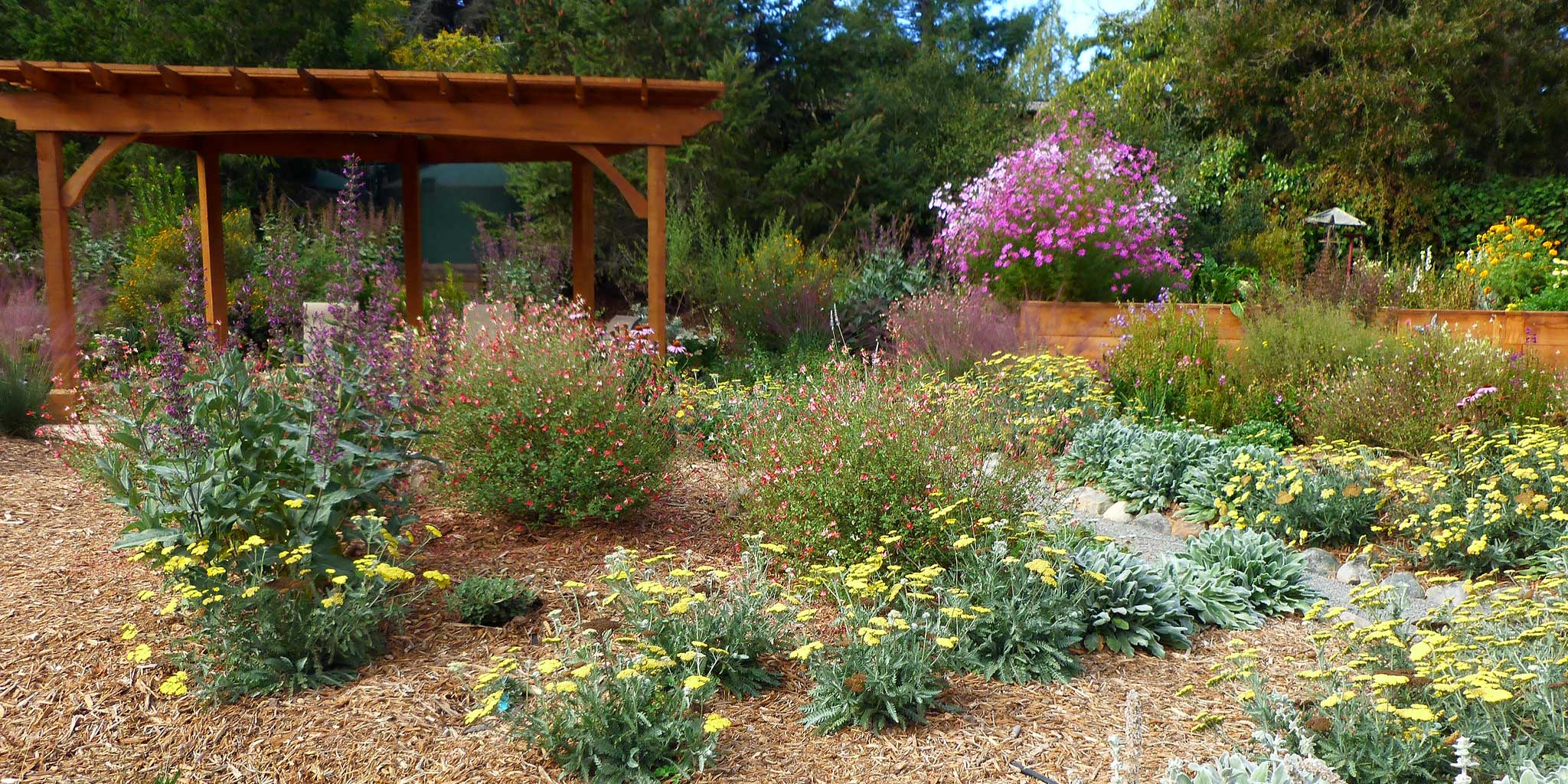 Cedar arbor surrounded by drought tolerant native plantings in a Sebastopol garden