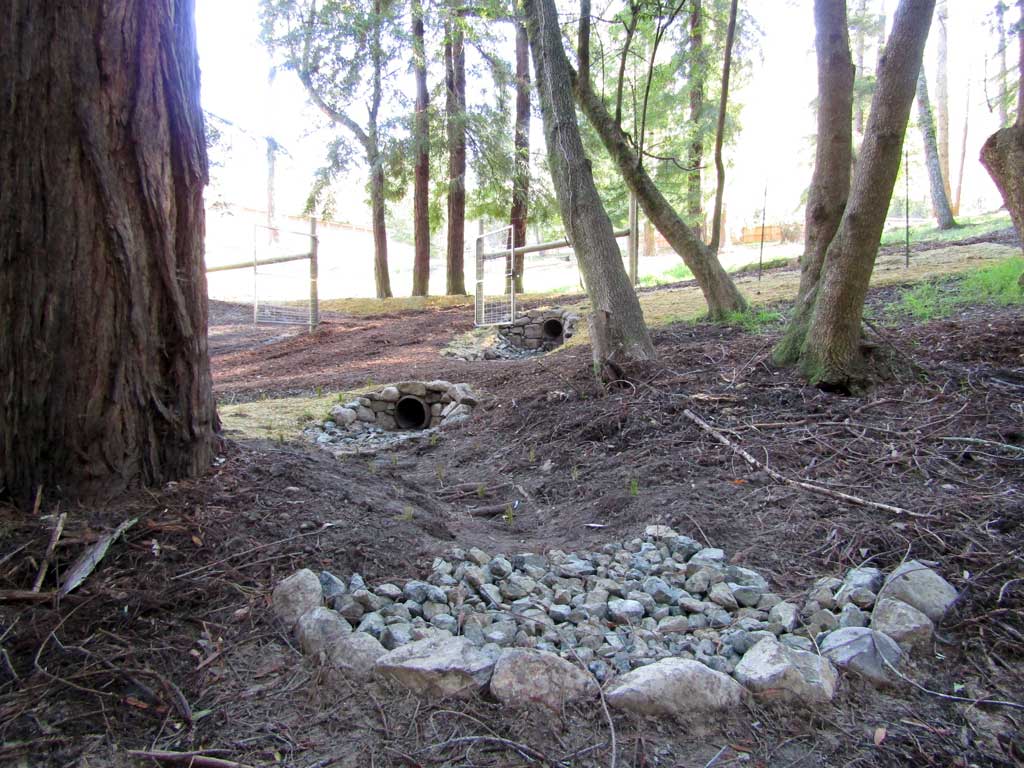 Drainage work managing water below a redwood stand