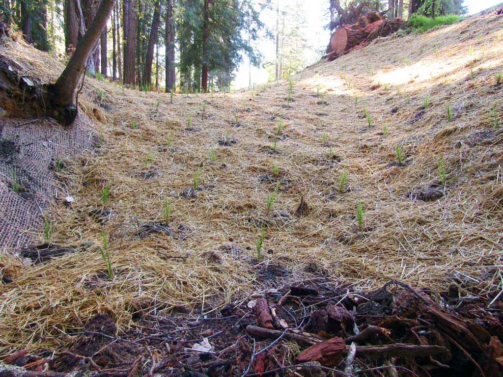 Erosion-controlled gully stabilized with woody debris
