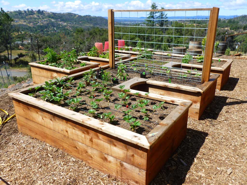 Sustainable Plantings