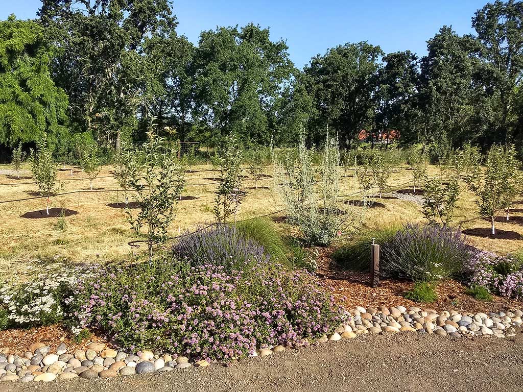 An orchard with rock-lined swales capturing rainwater on a regenerated rural Sonoma County property