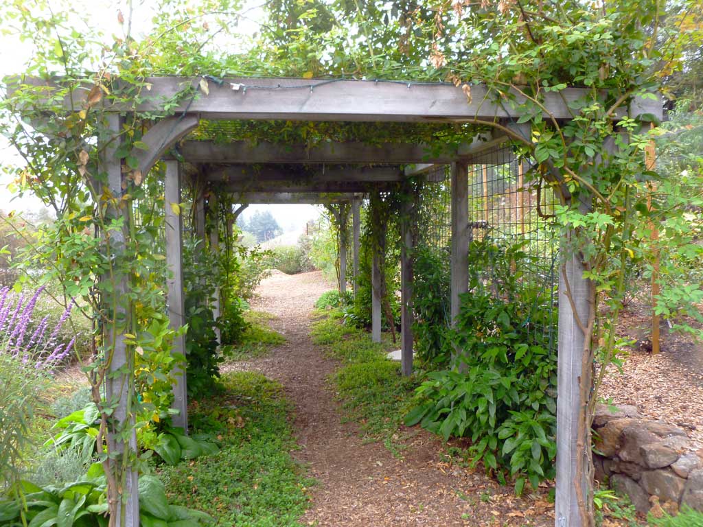 Pergola and refined plantings on a managed Sonoma Valley estate
